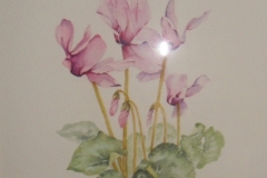 18 - Cyclamen