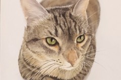 poes-lucy